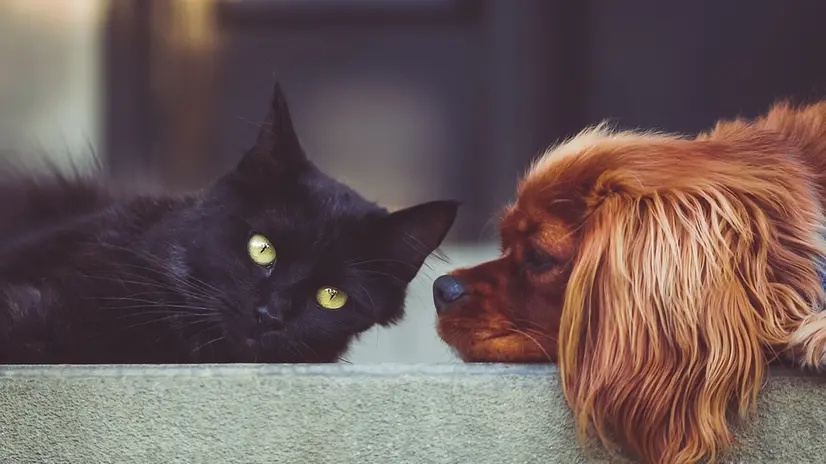 Cani e gatti, vanno protetti anche per il bene di tutta la famiglia © www.giornaledibrescia.it