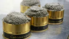 Un caviale tra le Stelle: siglato un accordo tra Calvisius e Guida Michelin