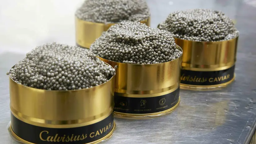 Un caviale tra le Stelle: siglato un accordo tra Calvisius e Guida Michelin