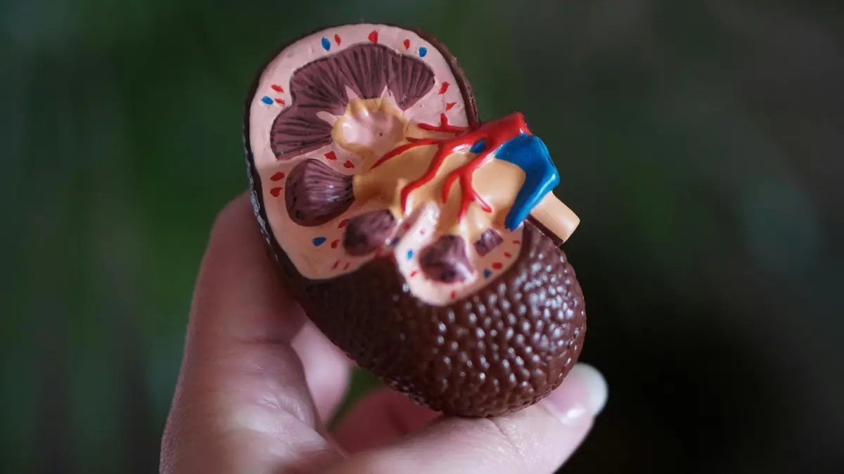 L'anatomia di un rene