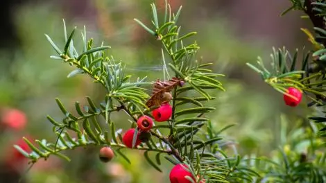La tassina ha una potente azione cardiotossica