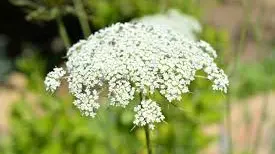 Le piante tossiche nei nostri giardini