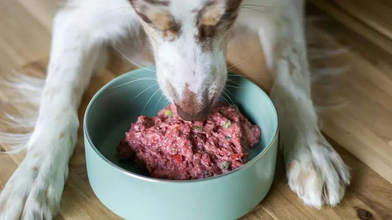 Un cane che mangia carne cruda