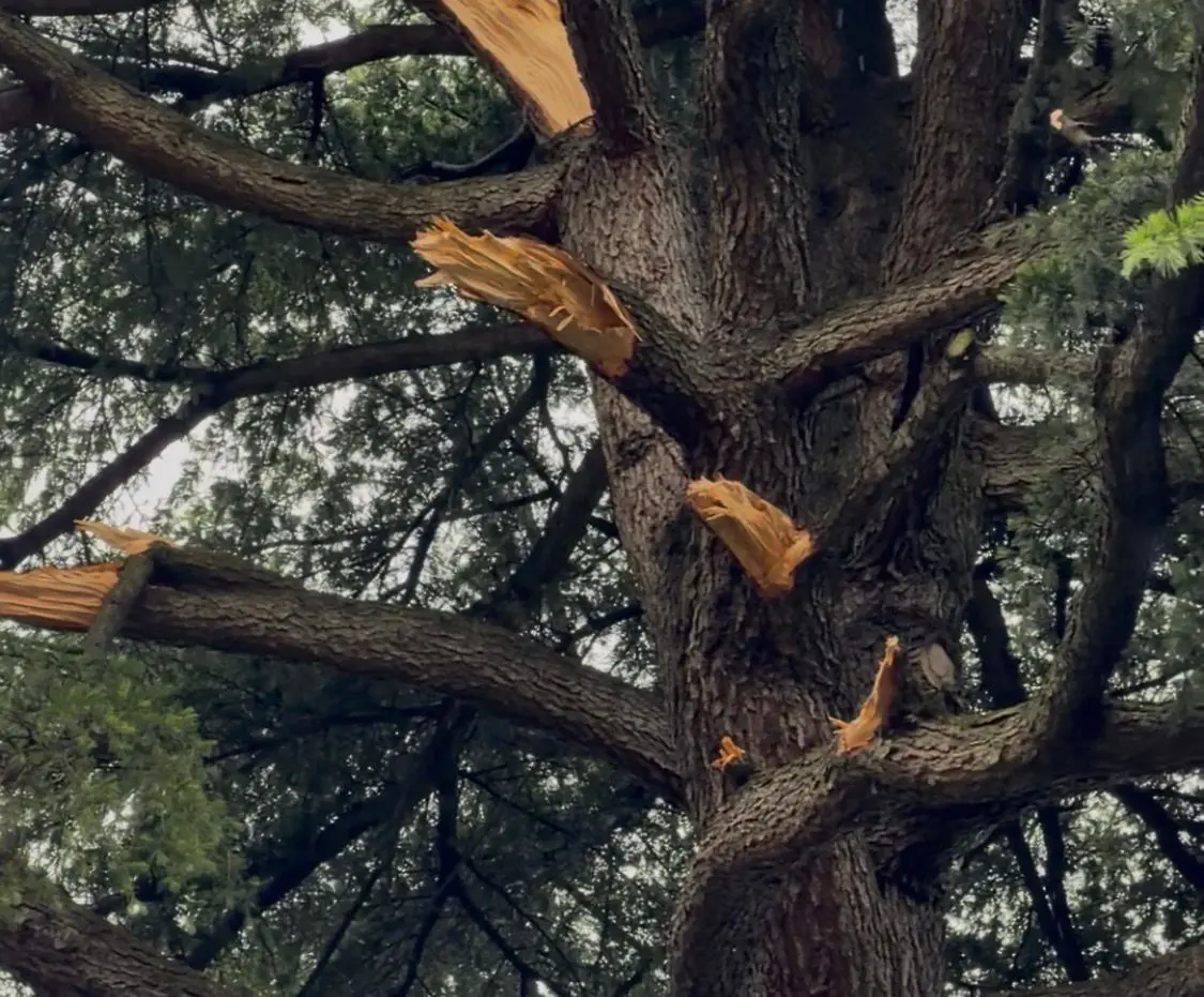 Auto in sosta danneggiata dal ramo che si è staccato