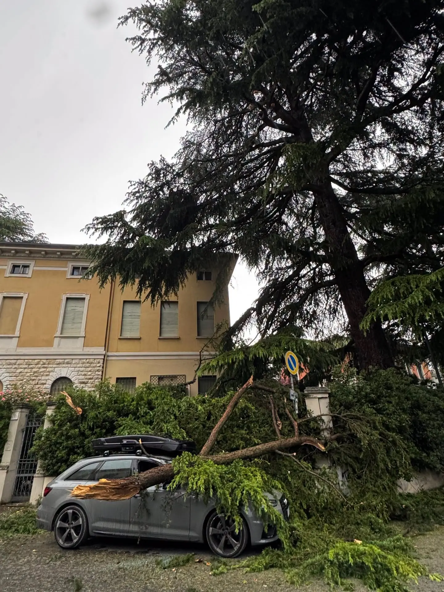 Auto in sosta danneggiata dal ramo che si è staccato