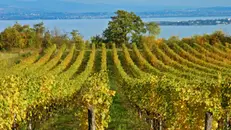 Le vigne in una posizione unica