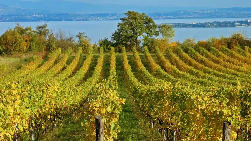 Le vigne in una posizione unica