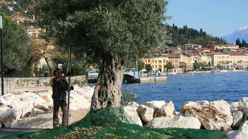 La coltura dell'olivo