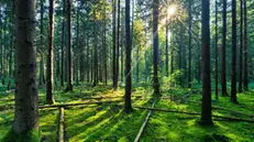 Il 22 aprile si celebra la Giornata della Terra