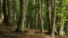 Il faggio, una delle piante che più preserva il territorio delle nostre valli, prevenendo il dissesto