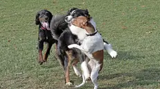 Cani in un parco, foto d'archivio