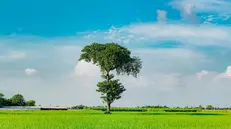 Il 22 aprile si celebra la Giornata della Terra
