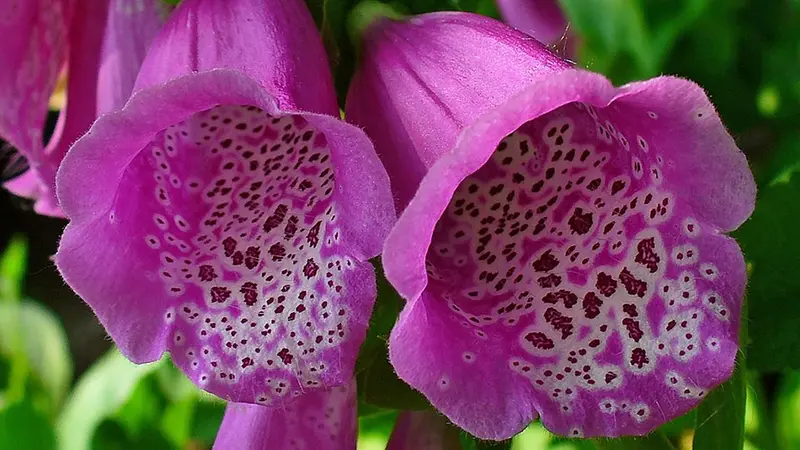 La Digitalis purpurea - Wikipedia/Creative Commons/Llez