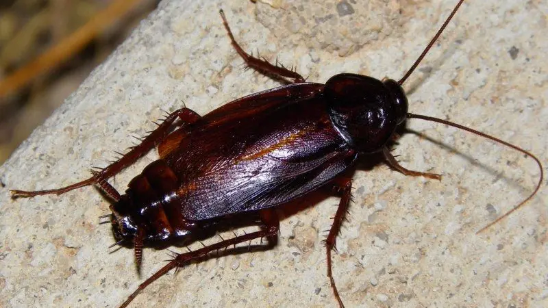 Una Blatta orientalis -  © www.giornaledibrescia.it