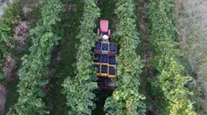 Una veduta dall'alto del vigneto