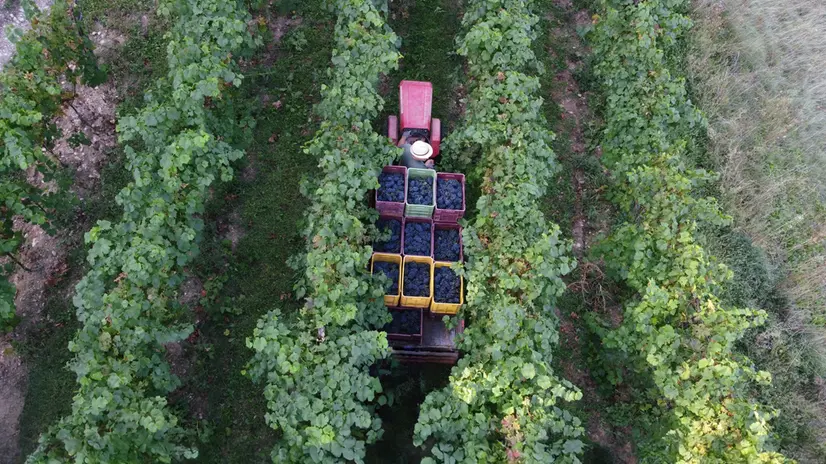 Una veduta dall'alto del vigneto