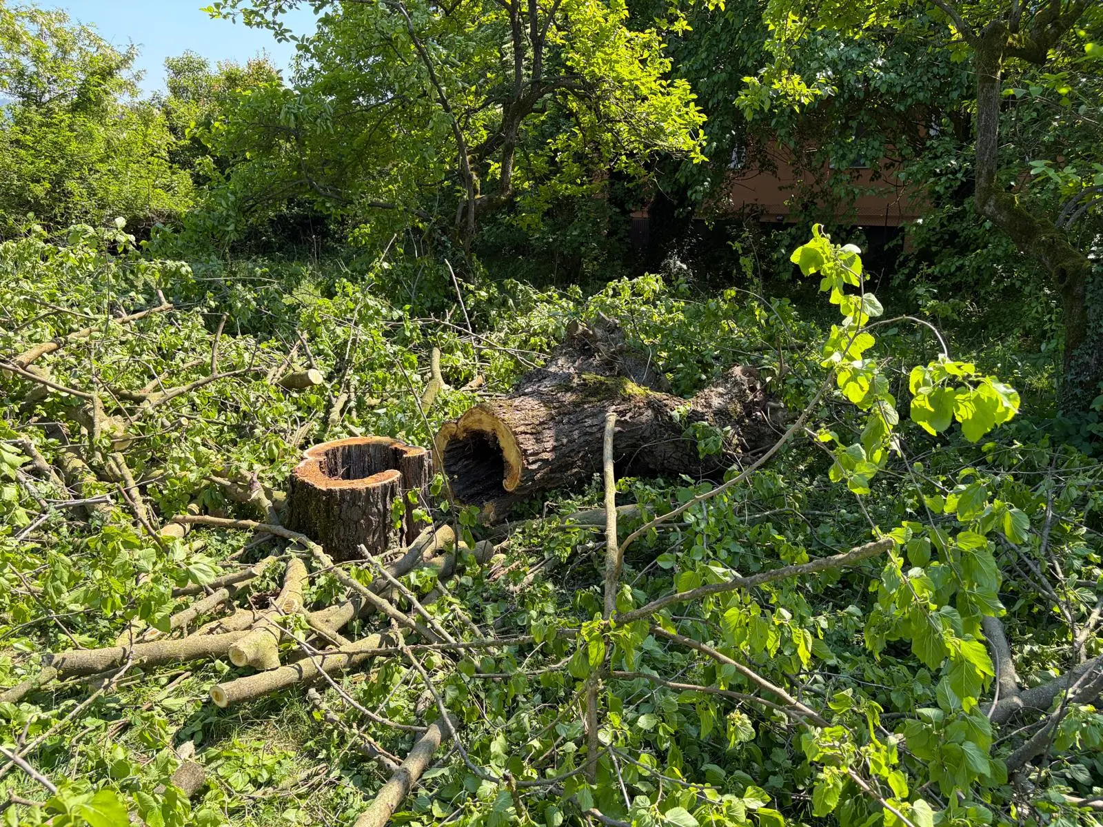 I gelsi abbattuti in via Campiani