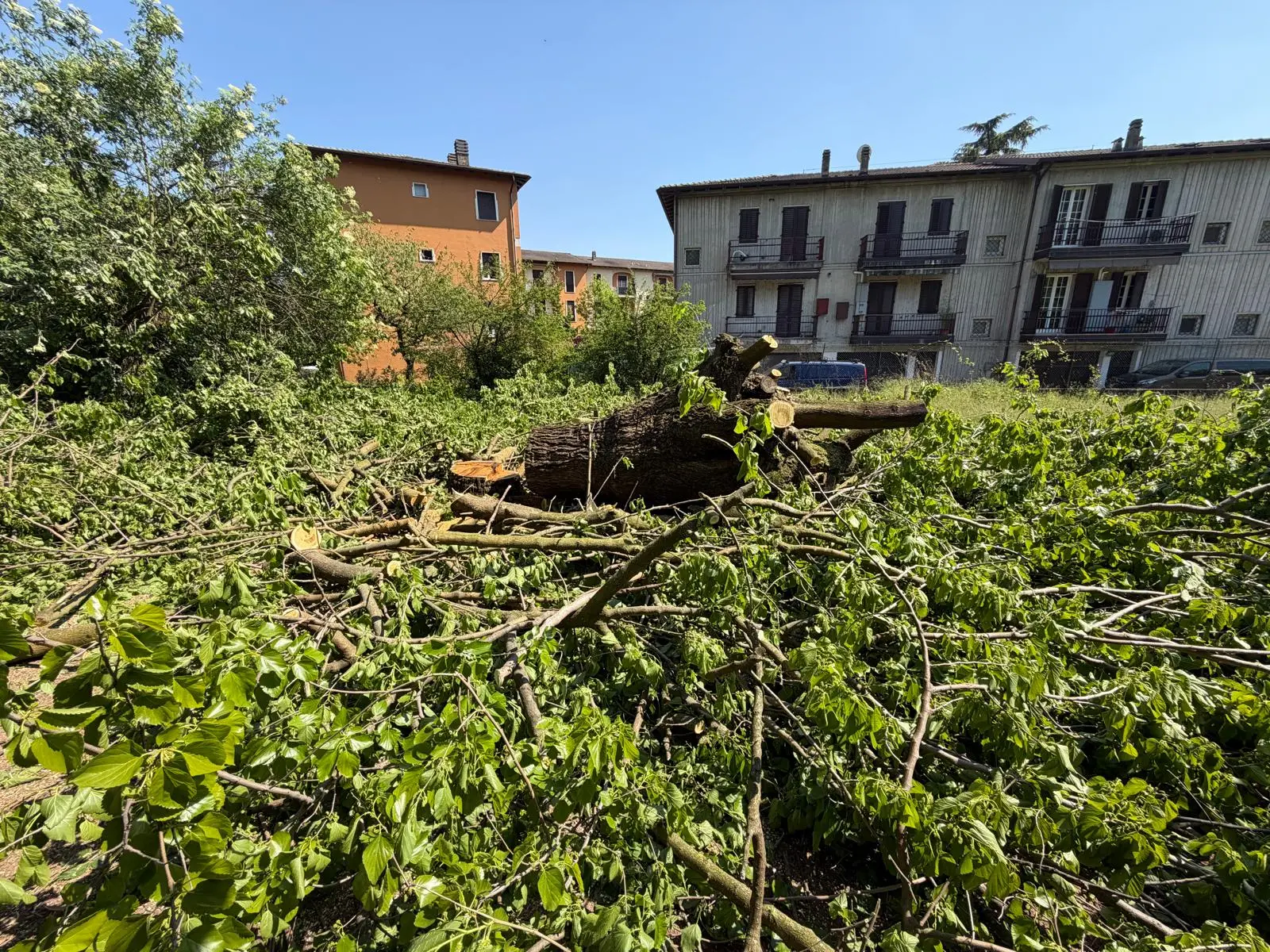 I gelsi abbattuti in via Campiani