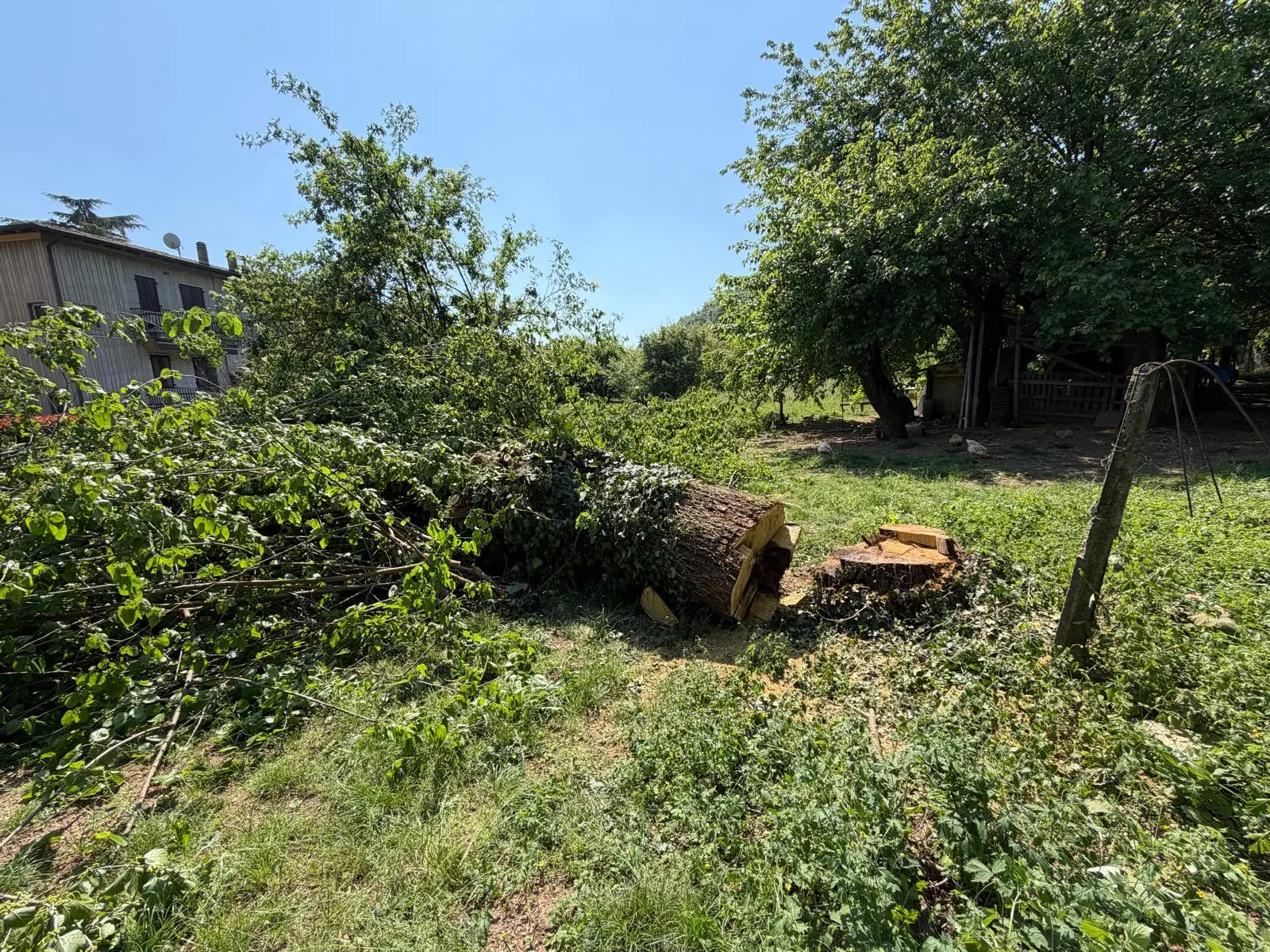 I gelsi abbattuti in via Campiani