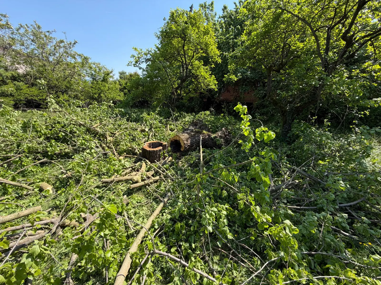 I gelsi abbattuti in via Campiani