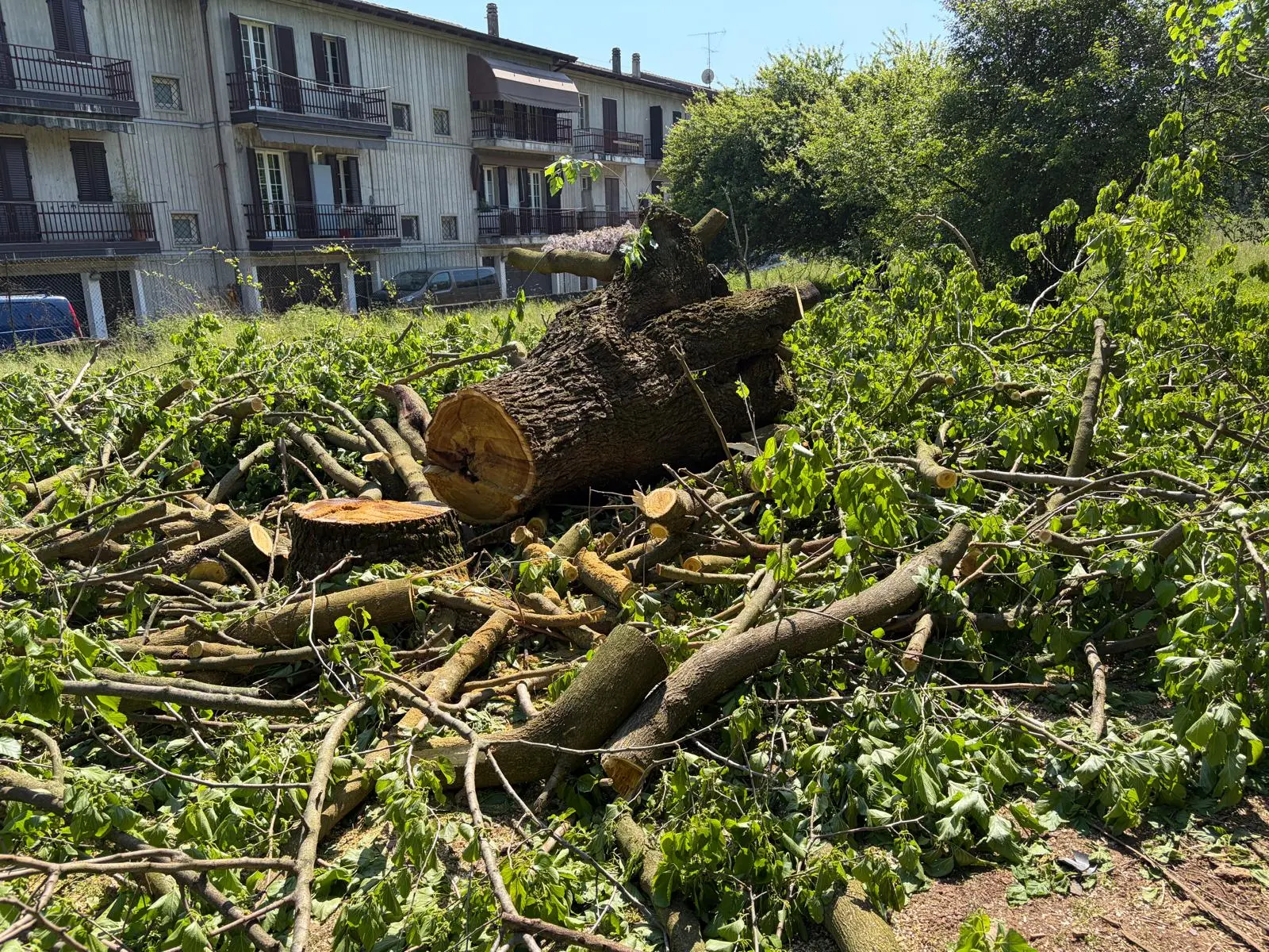 I gelsi abbattuti in via Campiani