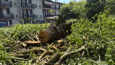 I gelsi abbattuti in via Campiani
