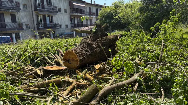 I gelsi abbattuti in via Campiani