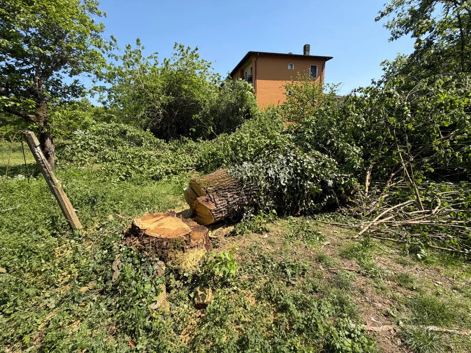 I gelsi abbattuti in via Campiani