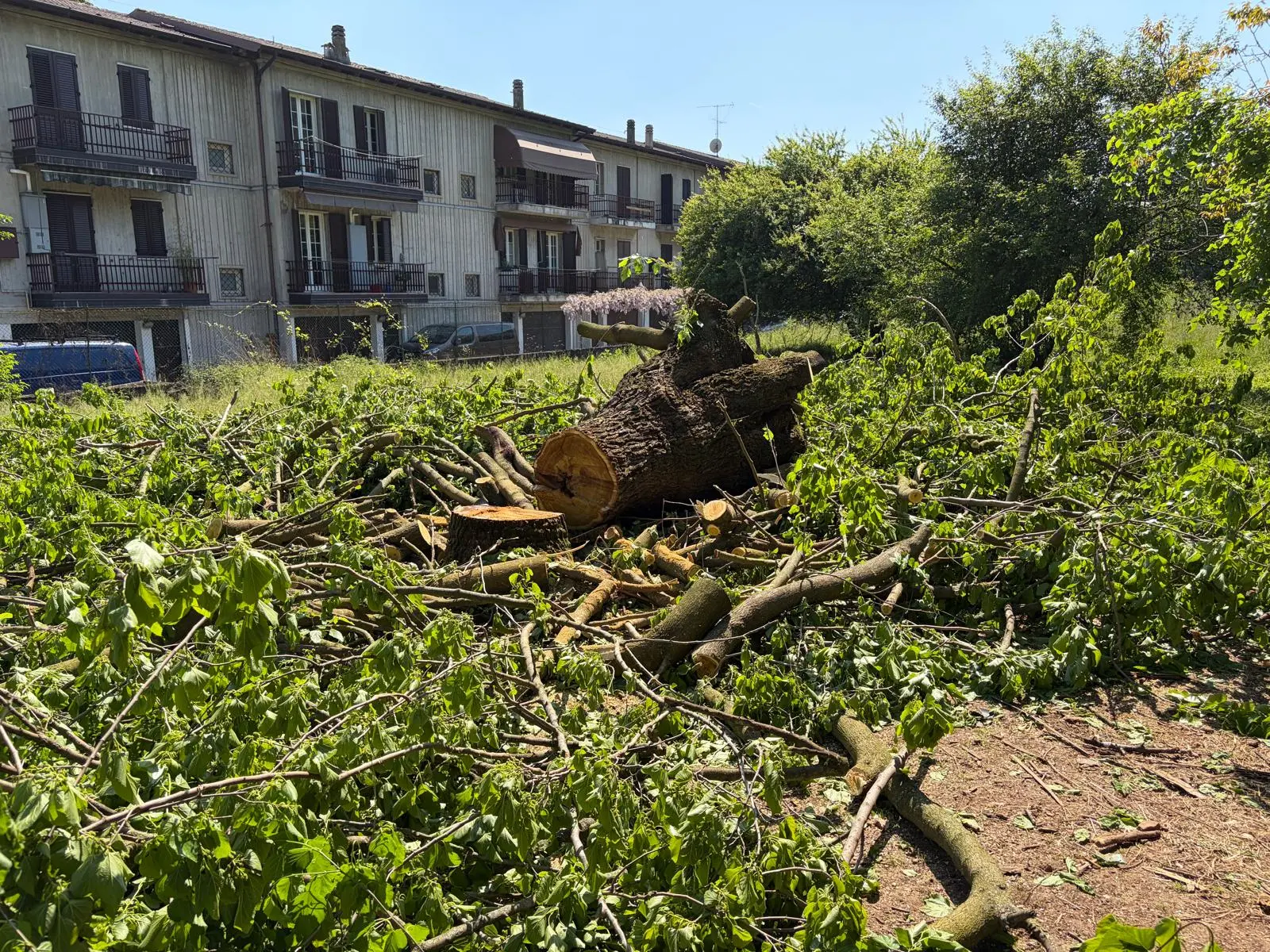 I gelsi abbattuti in via Campiani