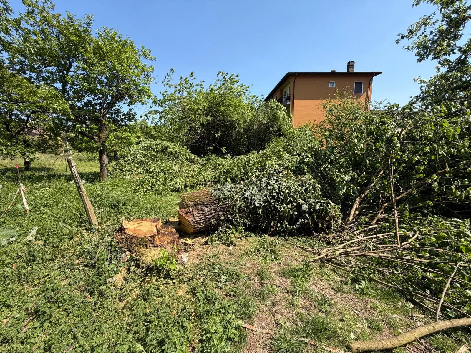 I gelsi abbattuti in via Campiani