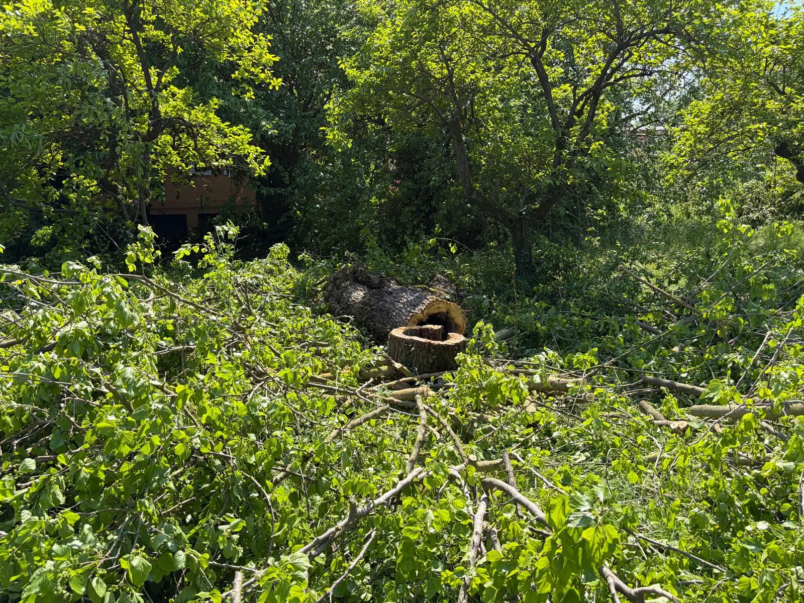 I gelsi abbattuti in via Campiani