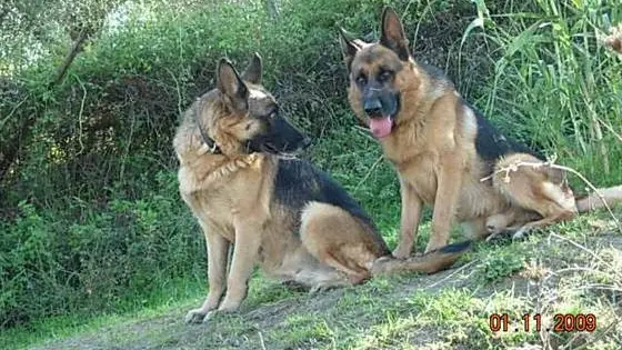 Due cani da guardia - © www.giornaledibrescia.it