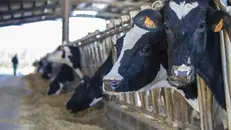 La cooperativa nel 2025 ha venduto 23mila animali