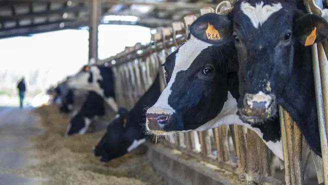 La cooperativa nel 2025 ha venduto 23mila animali