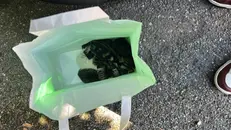 I sei gattini nel sacchetto - © www.giornaledibrescia.it