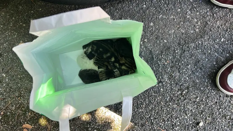 I sei gattini nel sacchetto - © www.giornaledibrescia.it