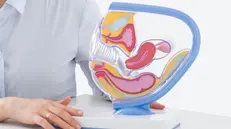Curare i disturbi del pavimento pelvico è importante