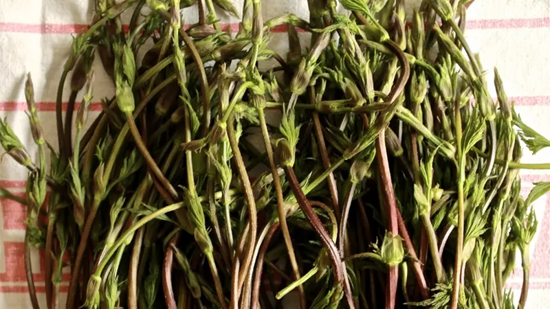 Il loertis, erba spontanea molto apprezzata dai bresciani