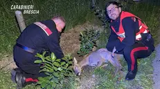 Il capriolo soccorso dai carabinieri - Foto Carabinieri © www.giornaledibrescia.it