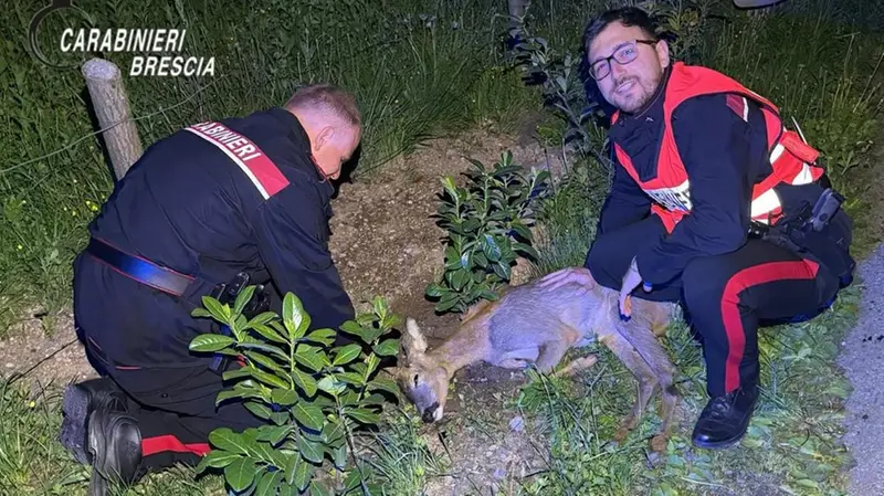 Il capriolo soccorso dai carabinieri - Foto Carabinieri © www.giornaledibrescia.it