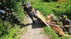 Il pony recuperato dai Vigili del fuoco