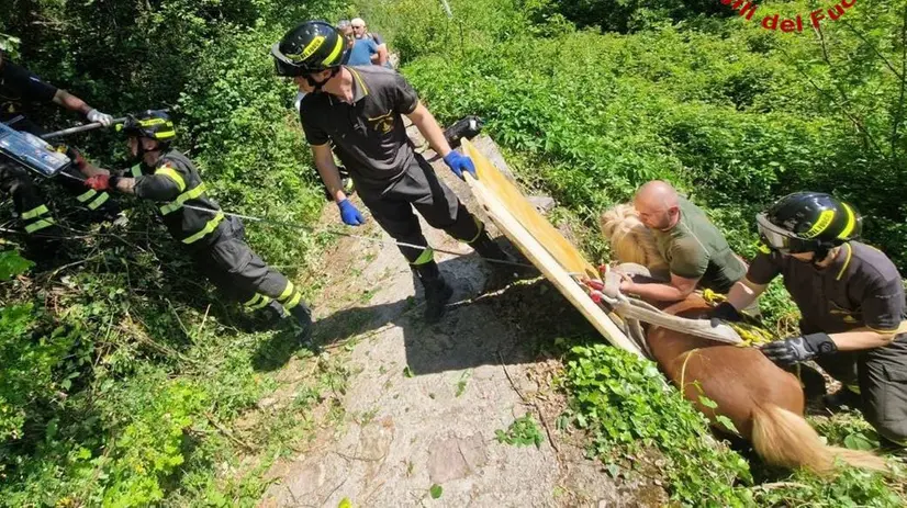 Il pony recuperato dai Vigili del fuoco