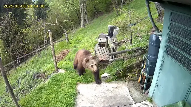 Avvistamento di un orso - © www.giornaledibrescia.it