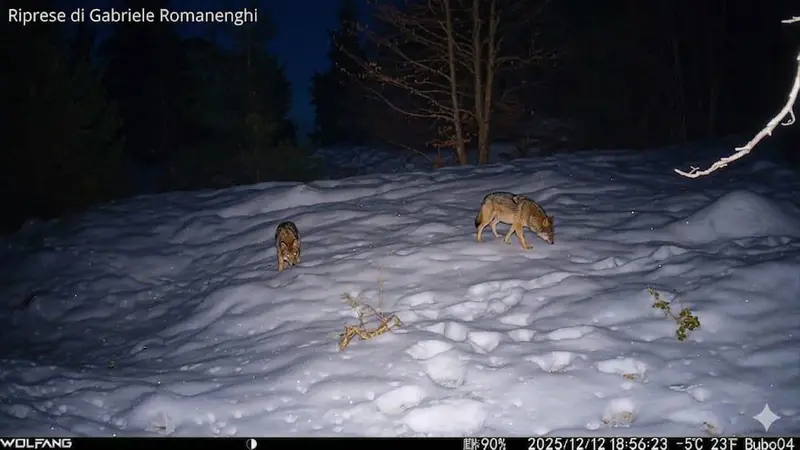 Avvistamento di lupi - © www.giornaledibrescia.it