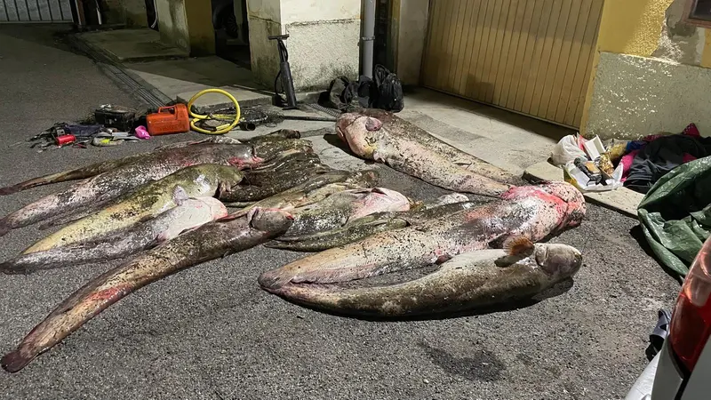 I pesci siluro pescati dai bracconieri sull'Oglio