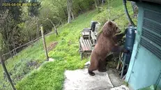 Un orso che sembra alla ricerca di cibo © www.giornaledibrescia.it