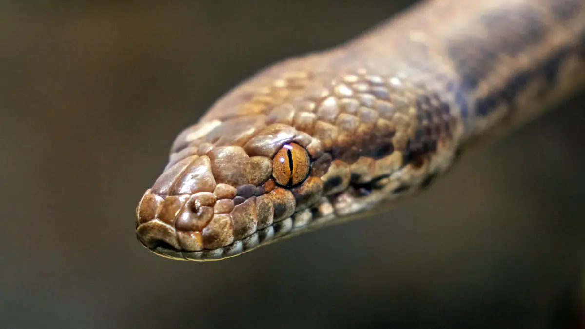 Una vipera