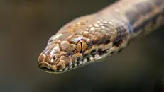 Una vipera
