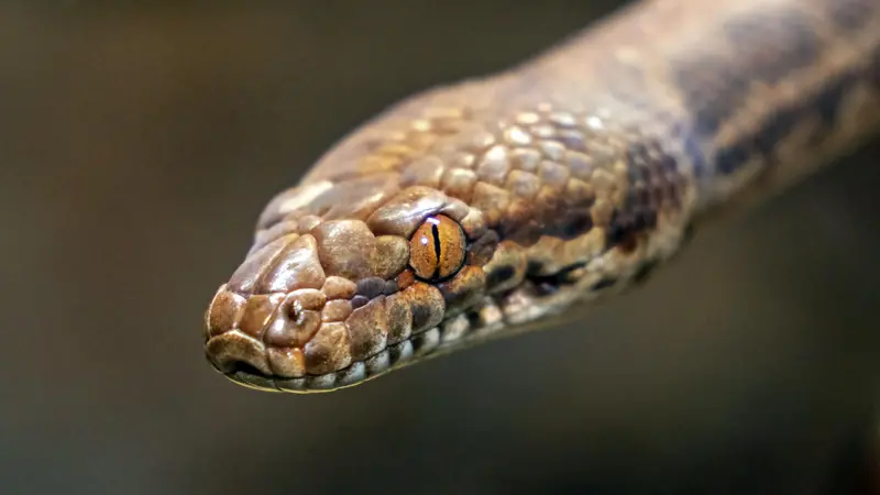 Una vipera