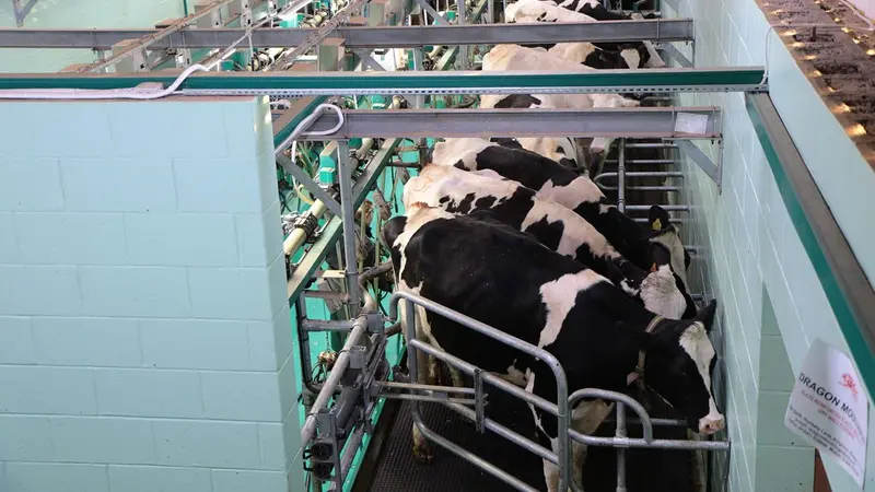 Mucche in una stalla - © www.giornaledibrescia.it